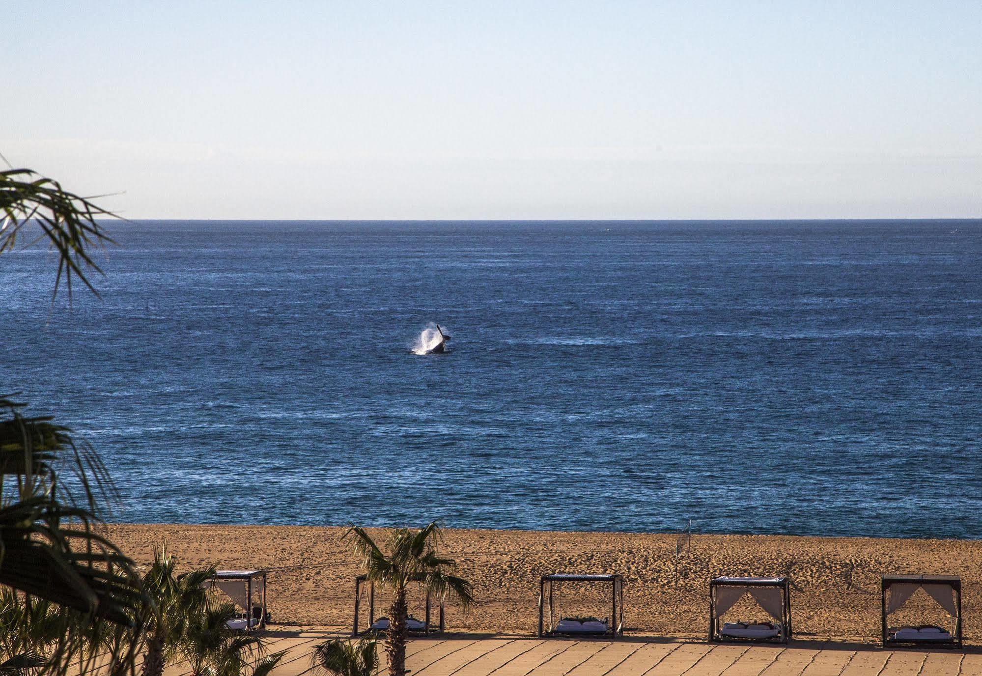 The Towers At Pueblo Bonito Pacifica (Adults Only) Hotell Cabo San Lucas Exteriör bild